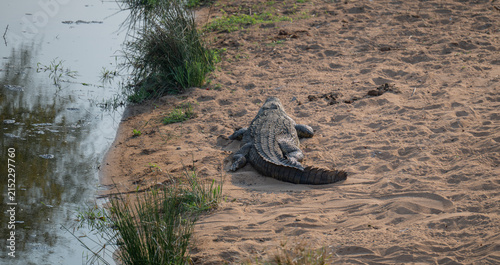 Nilkrokodil in seinem natürlichen Lebensraum in Afrika. Das mächtige Reptil steht für Urkraft, Raubtierverhalten, Flussökosysteme und die Wildnis afrikanischer Nationalparks