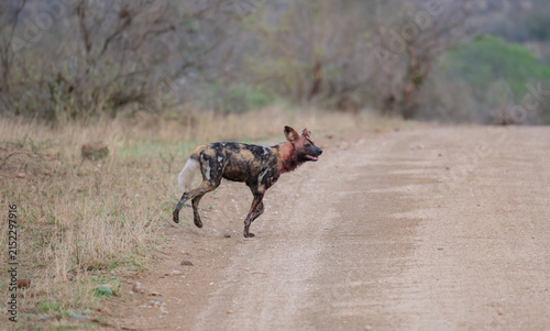 Ein Afrikanischer Wildhund bewegt sich durch eine trockene Savannenlandschaft
