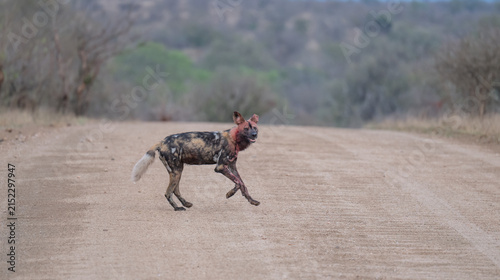 Afrikanischer Wildhund bewegt sich durch eine trockene Savannenlandschaft