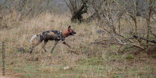 Ein Afrikanischer Wildhund bewegt sich durch eine trockene Savannenlandschaft
