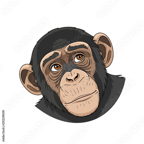 Chimpanzee Portrait Illustration, Curious Monkey Face, Isolated on Transparent Background, Cute Primate Head