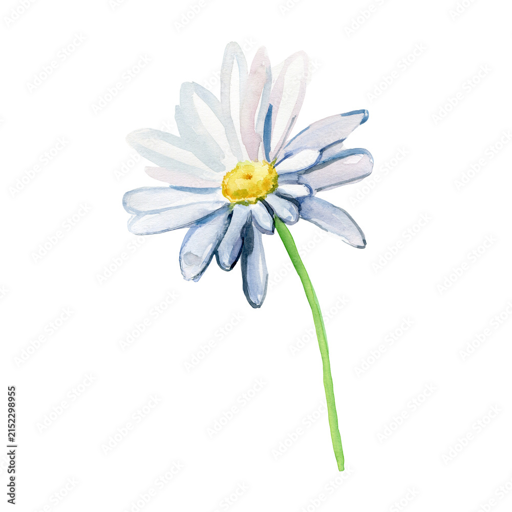 Obraz premium Delicate hand-painted watercolor daisy with soft blue and lavender petals, a bright yellow center and a slender green stem on a clean white background. A fresh botanical floral illustration.