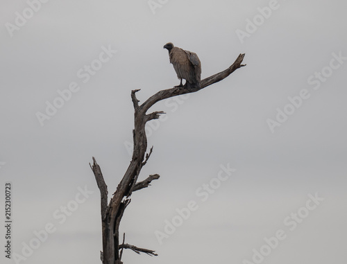 Weißrückengeier - White-backed vulture im Kruger Nationalpark in Südafrika