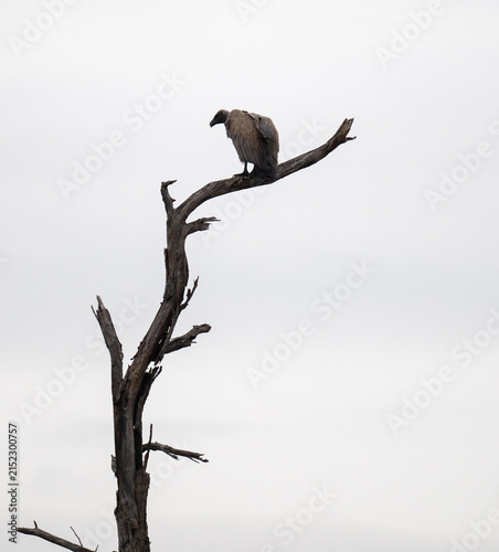 Weißrückengeier - White-backed vulture im Kruger Nationalpark in Südafrika