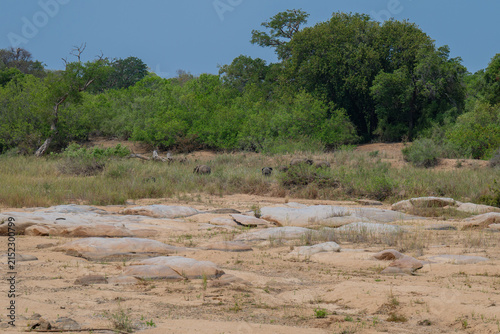 Ein ausgetrocknetes Flussbett im Kruger Nationalpark in Südafrika, die Szene zeigt die typische Trockenzeit