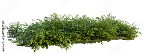 Adiantum venustum tree shrub, plant bush, cutout, isolate transparent background, Evergreen shrub isolated on transparent background for landscape design and garden elements.