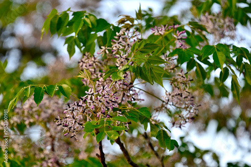 Canvastavla Chinaberry tree // Indischer Zederachbaum (Melia azedarach)