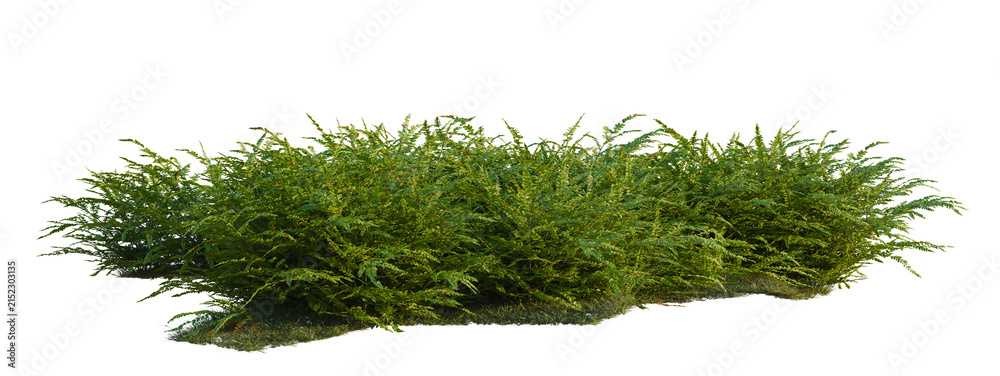Obraz premium Polystichum craspedosorum tree shrub, plant bush, cutout, isolate transparent background, Dense Green Ground Cover Bush with Natural Edge - Perfect for Landscape Design Elements and Backgrounds