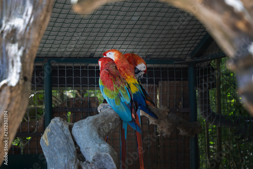 Three vibrant red and blue macaws perched together on a wooden branch inside an aviary cage.