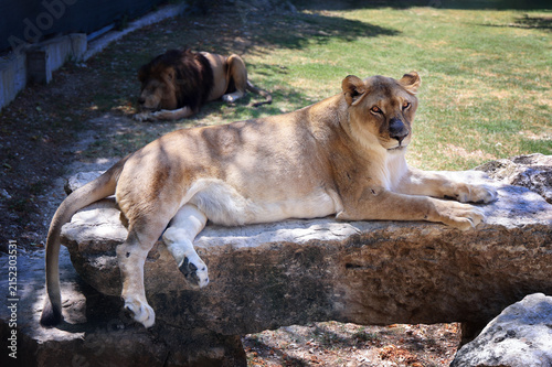 Lioness resting on a flat rock with a male lion lying in the background inside a zoo enclosure.
