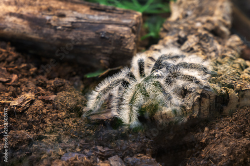 Close-up of a curly hair tarantula covered in fluffy white hairs, resting on wood and soil.