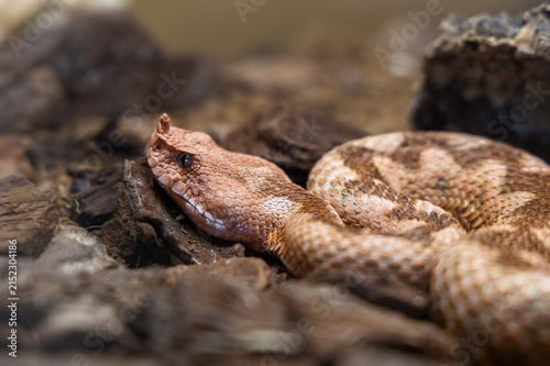 Close-up of a venomous nose-horned viper resting on wooden bark and dry soil.