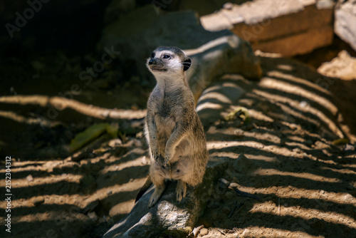 Meerkat standing upright on hind legs in sunlight with dappled shadows on sandy ground.