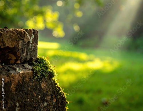 Close-up of mossy stones under bright forest sunbeams.