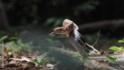 Coelognathus radiatus is a non-venomous snake commonly found in southeast asia and thailand