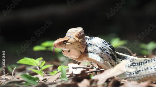 Coelognathus radiatus is a non-venomous snake commonly found in southeast asia and thailand