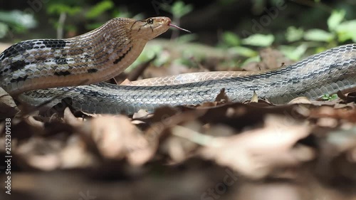 Coelognathus radiatus is a non-venomous snake commonly found in southeast asia and thailand