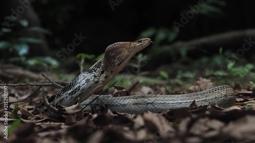 Coelognathus radiatus is a non-venomous snake commonly found in southeast asia and thailand