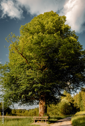 Wooden park bench under a large old linden tree in summer landscape