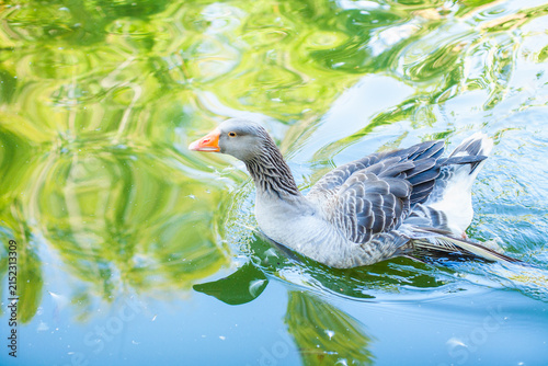 Photography A graceful grey goose
