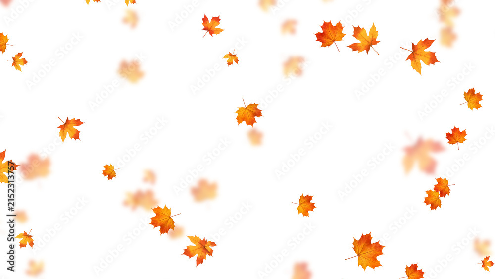 Fototapeta premium colorful autumn leaves falling isolated on transparent background,png leaf fall thanksgiving and Halloween celebration stream overlay social media design element