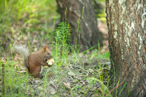 A cute red squirrel eats a piece of bread