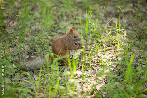 A cute red squirrel eats a piece of bread