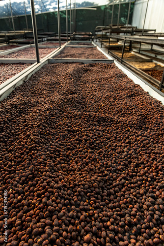 offee cherries drying on raised beds in a greenhouse at a farm in Boquete, Chiriqui, Panama, preparing for the processing of specialty coffee beans - stock photo