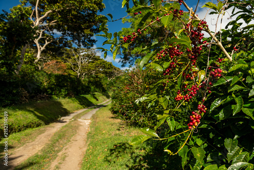 Coffee cherries ripening on a branch, highlighting the harvest season and sustainable agriculture on a lush tropical farm in Boquete, Chiriqui, Panama - stock photo