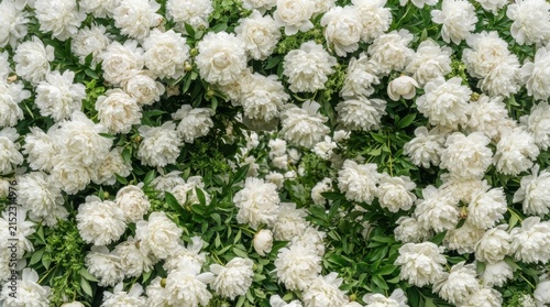 White Garden Roses Creating Soft Romantic Floral Background
