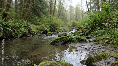 Tranquil Forest Stream: A clear, shallow stream meanders through a lush, moss-covered forest, with sunlight filtering through the dense canopy, creating a serene and picturesque natural landscape.