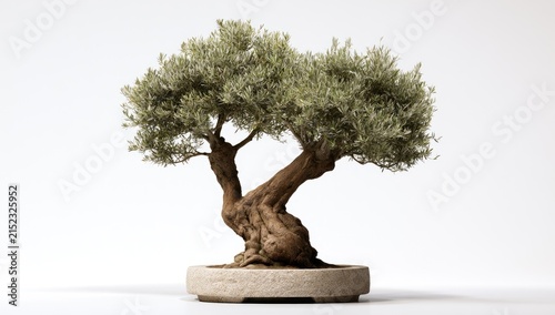 Ancient Olive Tree Bonsai in a Stone Pot on White Background.