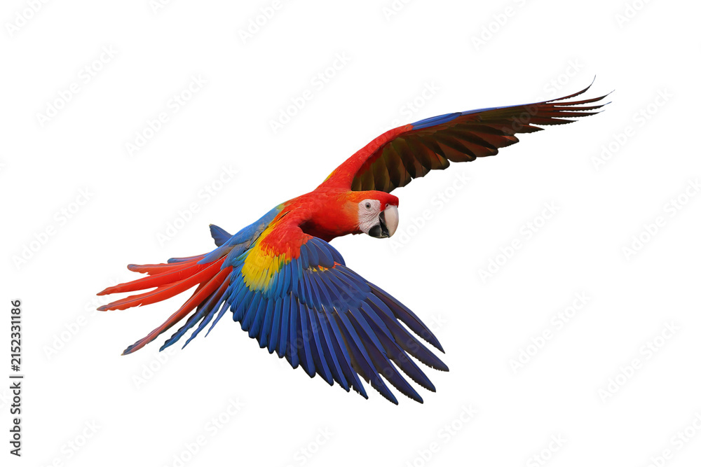 Obraz premium Colorful flying Scarlet Macaw parrot isolated on transparent background png file 