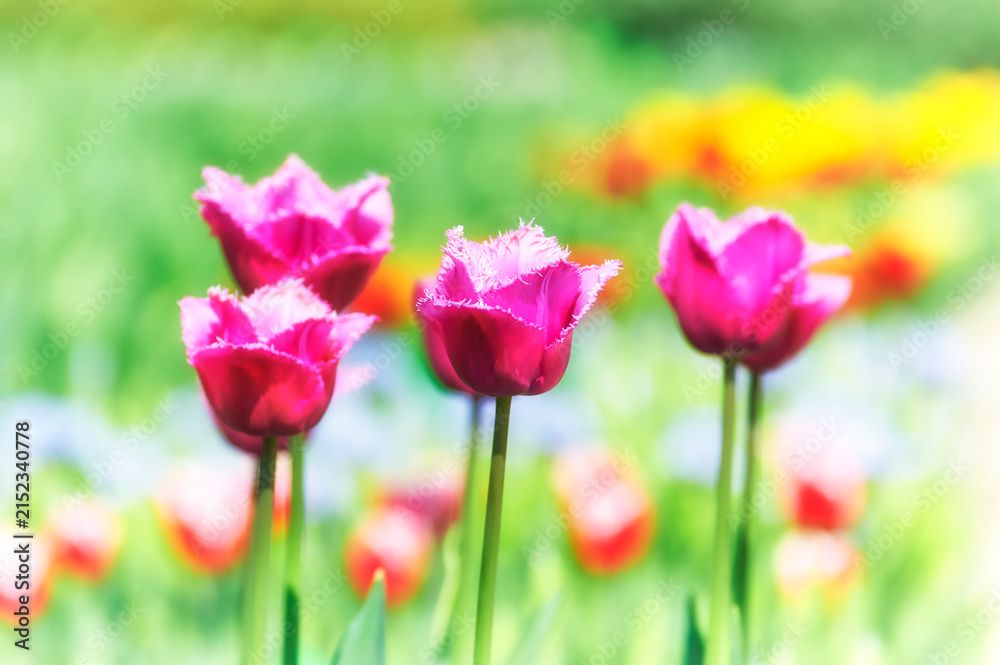 Obraz premium Nature background with spring flowers. Selective and soft focus. Close up