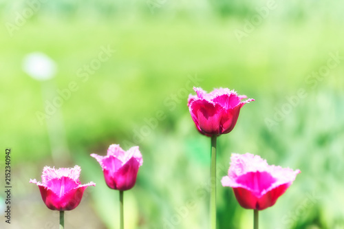 Nature background with spring flowers. Selective and soft focus. Close up