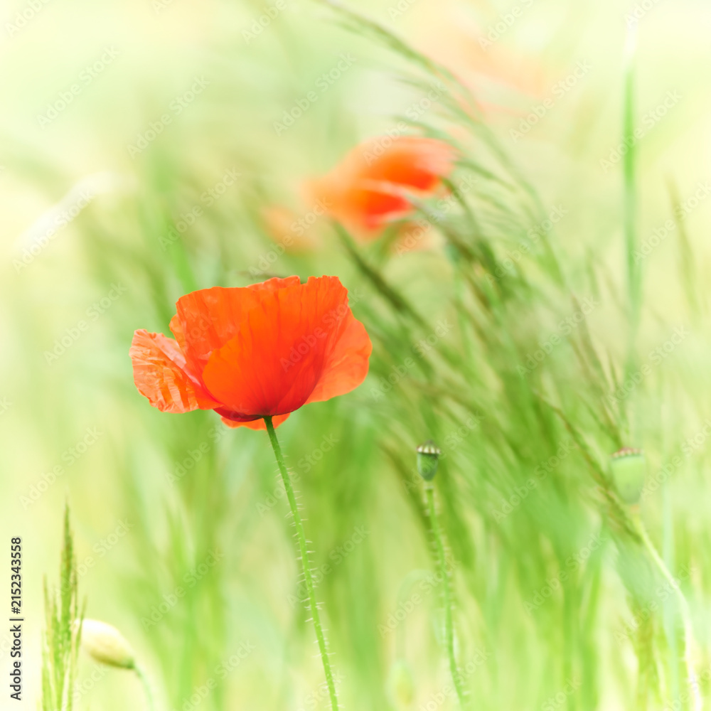 Fototapeta premium Nature background with spring flowers. Selective and soft focus. Close up.