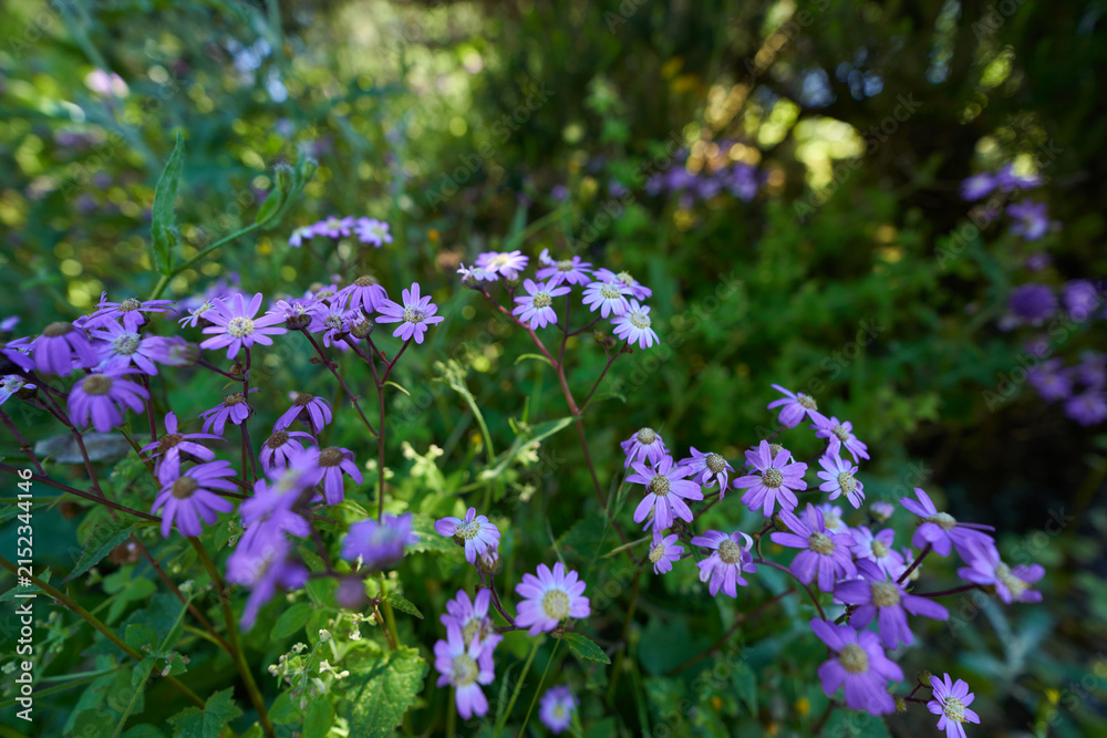 Obraz premium Purple cineraria flowers in forest, Tenerife