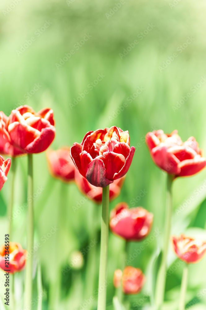 Obraz premium Nature background with spring flowers. Selective and soft focus. Close up.