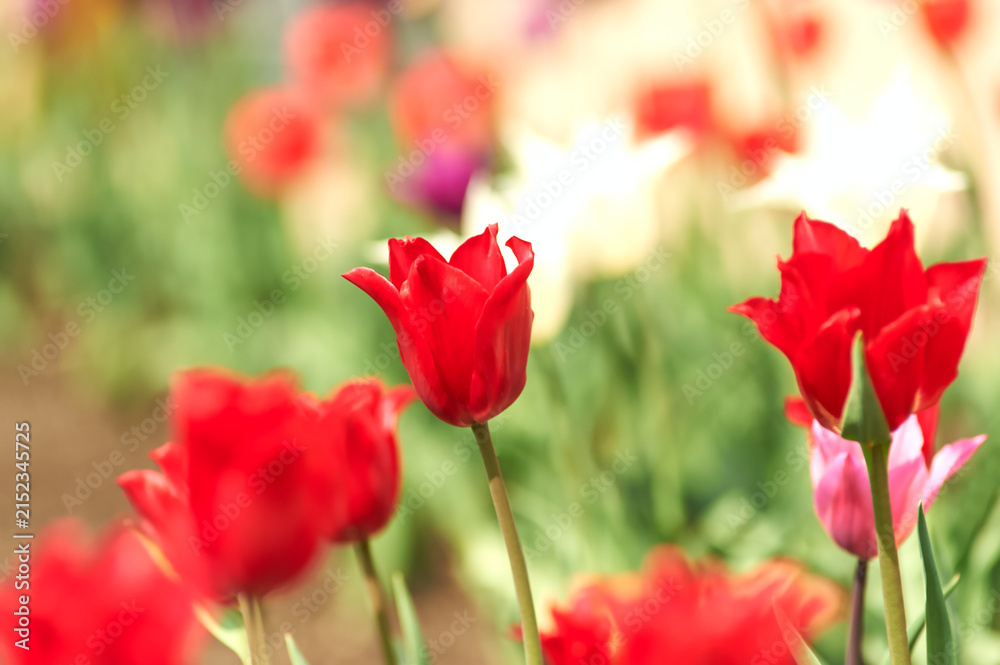 Fototapeta premium Nature background with spring flowers. Selective and soft focus. Close up.