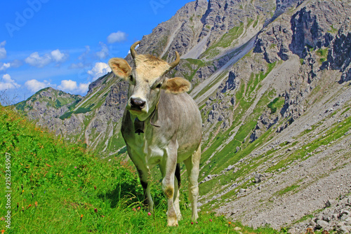 Kuh - Allgäu - Alpen - Braunvieh - Fellhorn - Oberstdorf
