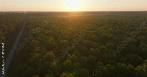 Aerial View of Pedunculate Oak Forest at Sunrise, Croatia