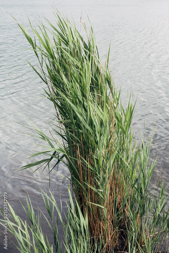 Obraz premium Reeds grow densely by tranquil water edge