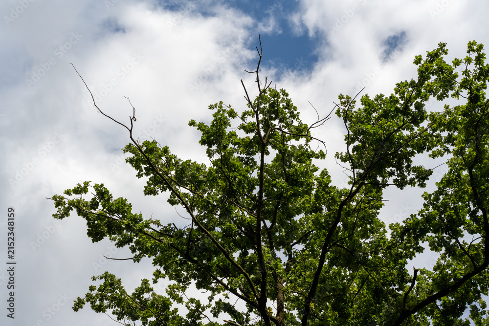 Fototapeta premium Looking up through vibrant green foliage toward a bright, partly cloudy sky