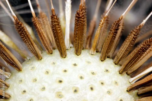 Принти на полотні Close-up of dried dandelion seed head with achenes and pappi, macro view of Tara