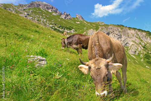 Kühe - Allgäu - Alpen - Berge - Braunvieh - Oberstdorf - Sommer