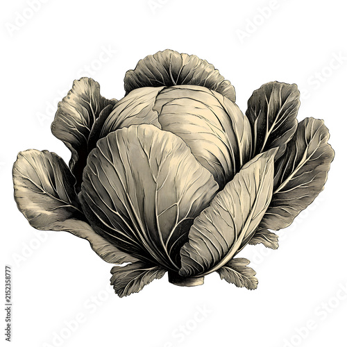 Vintage cabbage clipart with layered leaves in warm sepia tones, isolated on a transparent background for harvest, autumn, Thanksgiving, farm branding, food labels and rustic packaging.