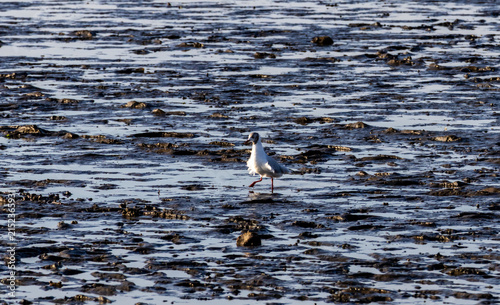 Foto Seagull walking on tidal mudflats foraging for food