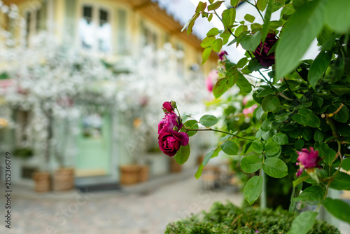 Fotografía Delicate pink roses blooming in planters along a quiet urban street in summer