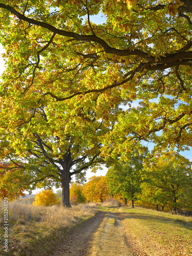 A path through oak trees in their autumn colours on a day’s hike in the hills of Mures County.