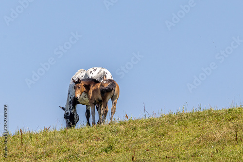 Österreich Pferd